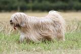 TERRIER DU TIBET 109